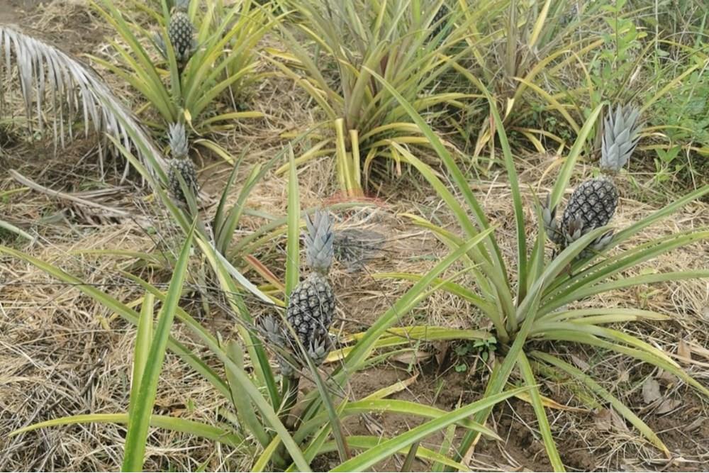 Terreno - Venda - Salto de Pirapora , São Paulo - Imagem do WhatsApp de 2024-12-20 à(s) 16.37.49_30b0ffe8.jpg - 631181026-59