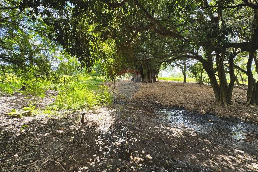 Chácara / Sítio / Fazenda - Venda - Birigui , São Paulo - 20260129_132818096_iOS.jpg - 630541040-79