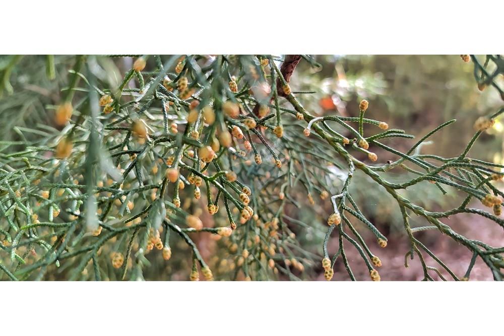 Terreno - Venda - Petrópolis , Rio de Janeiro - IMG_20250814_092424.jpg - 630131061-30