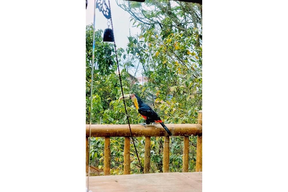 Casa - Alugar - Ilhabela , São Paulo - 9dd4b5ed-2f29-4d5a-a207-284fc014eade.jpeg - 690881044-14