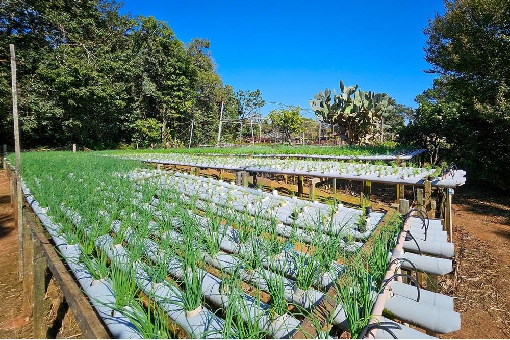 Fazenda - Venda - Botucatu , São Paulo - IMG-20250717-WA0056.jpg - 630111096-7