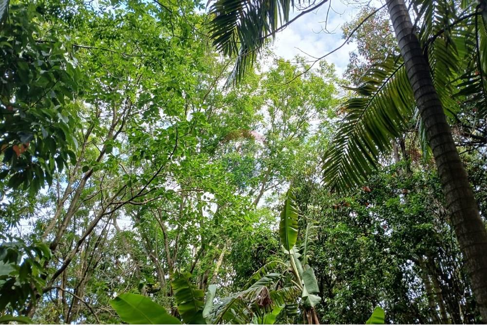 Chácara / Sítio / Fazenda - Venda - Salto de Pirapora , São Paulo - 225.jpeg - 631181053-21