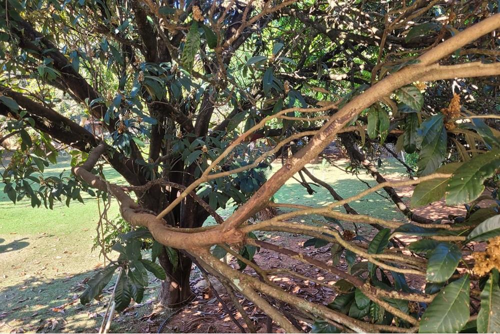 Chácara / Sítio / Fazenda - Venda - Araçoiaba da Serra , São Paulo - 20250601_103210.jpg - 630601294-1