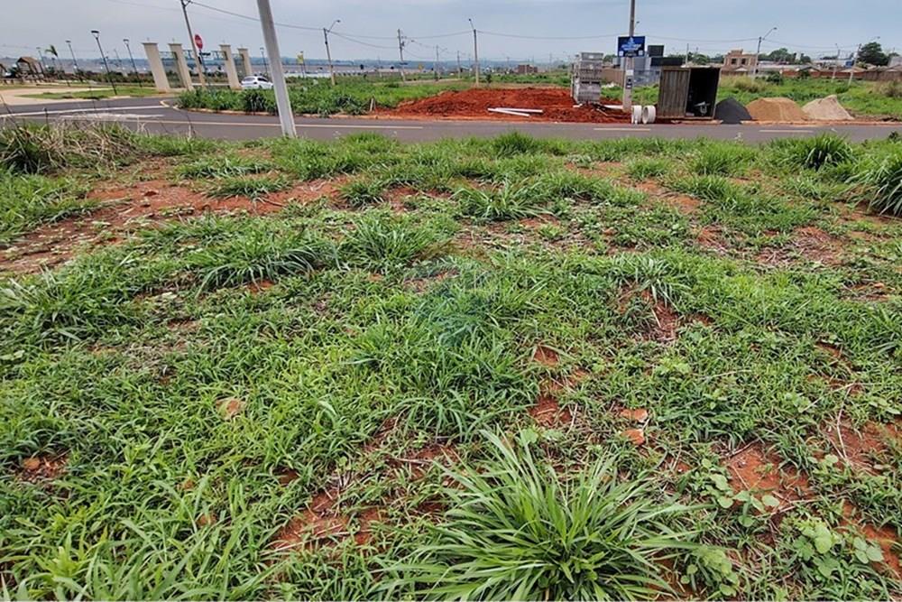 Terreno - Venda - São José do Rio Preto , São Paulo - IMG_20251115_111441594_HDR.jpg - 630401039-17