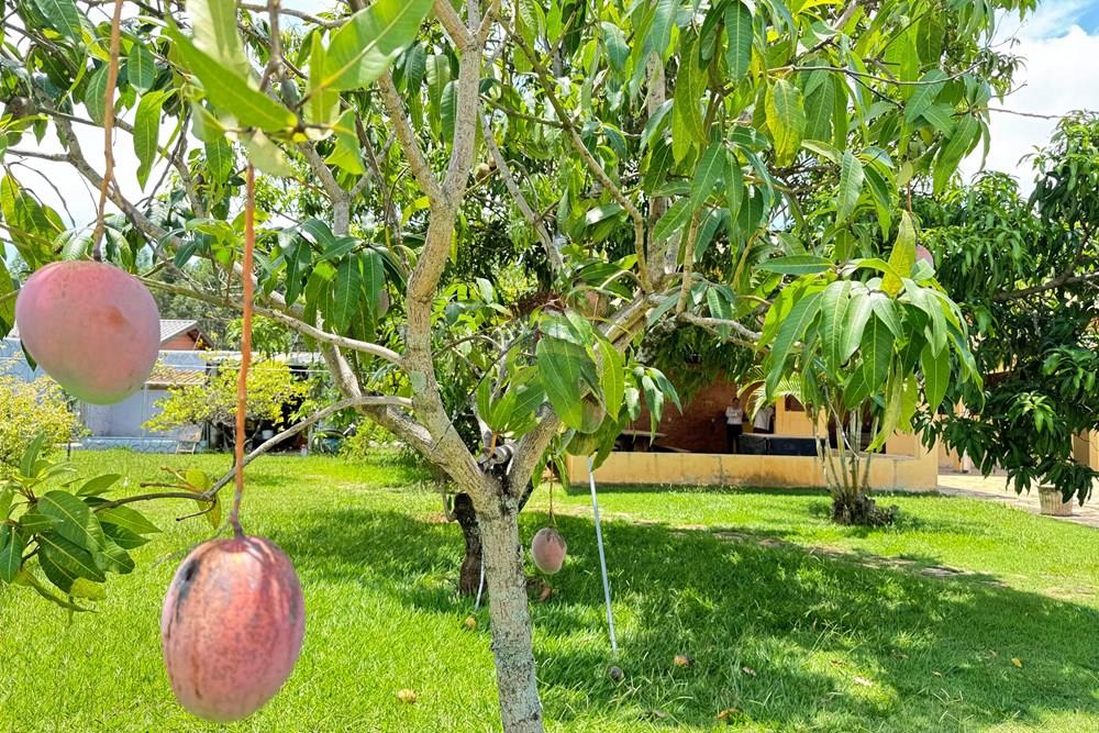 Chácara / Sítio / Fazenda - Venda - Araçoiaba da Serra , São Paulo - IMG_3401.jpeg - 631701011-32