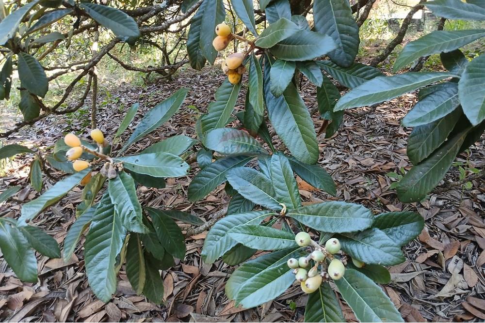Terreno - Venda - Salto de Pirapora , São Paulo - 20250306_152112.jpg - 631181028-68
