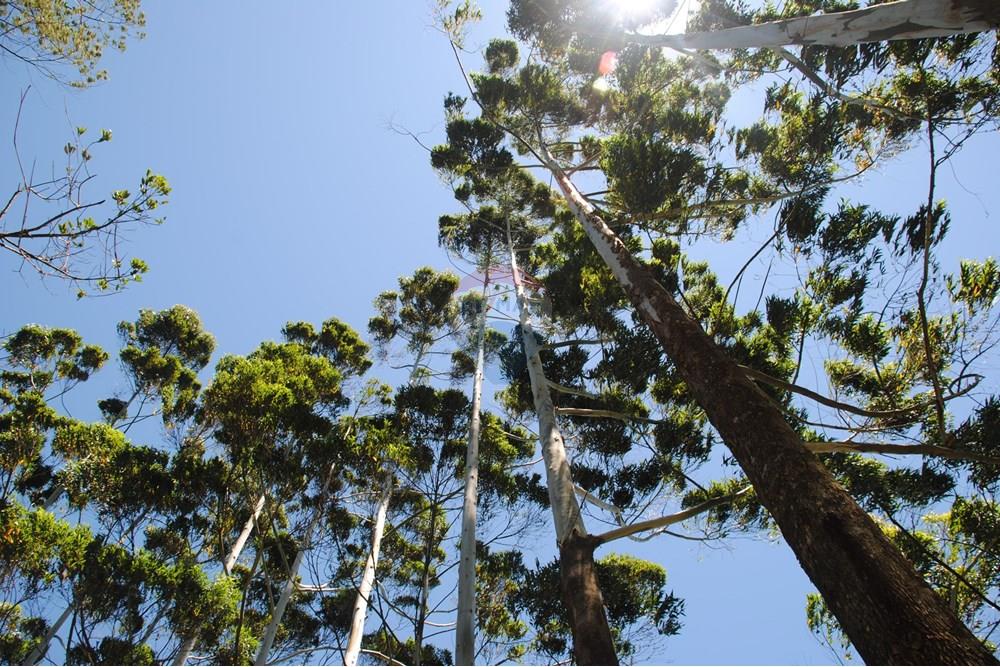 Casa de Campo - Venda - Nova Friburgo , Rio de Janeiro - 31 caminho.JPG - 630551024-90