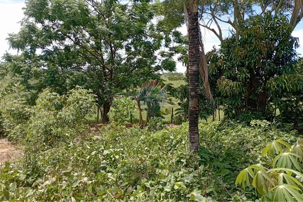 Chácara / Sítio / Fazenda - Venda - Tupã , São Paulo - WhatsApp Image 2026-01-14 at 15.07.28.jpeg - 630151001-86