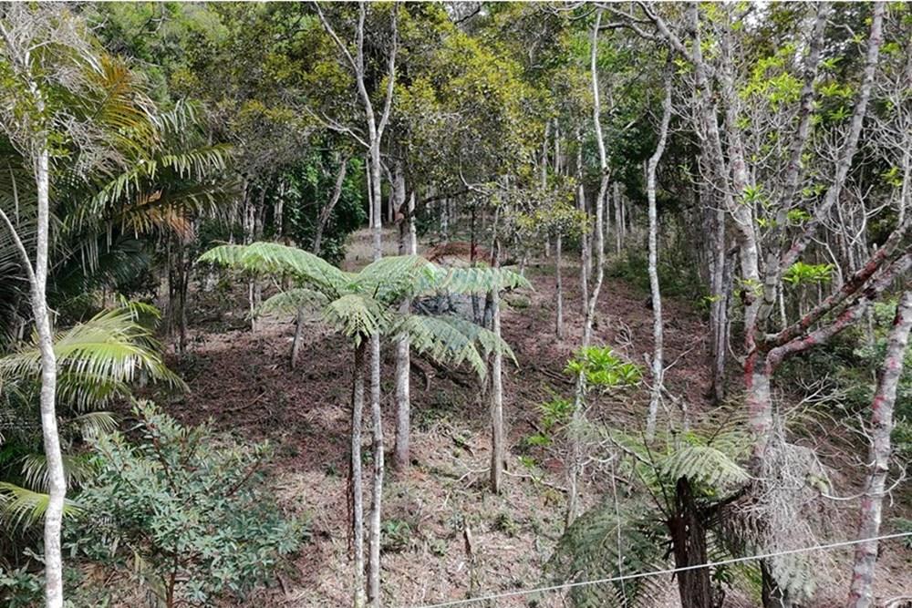 Terreno - Venda - Teresópolis , Rio de Janeiro - DJI_20251223092028_0243_D.JPG - 630191109-14