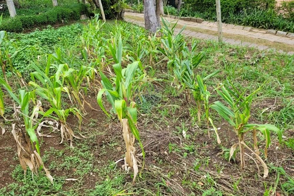 Terreno - Venda - Teresópolis , Rio de Janeiro - WhatsApp Image 2026-03-11 at 07.51.23 (1).jpeg - 630191030-40