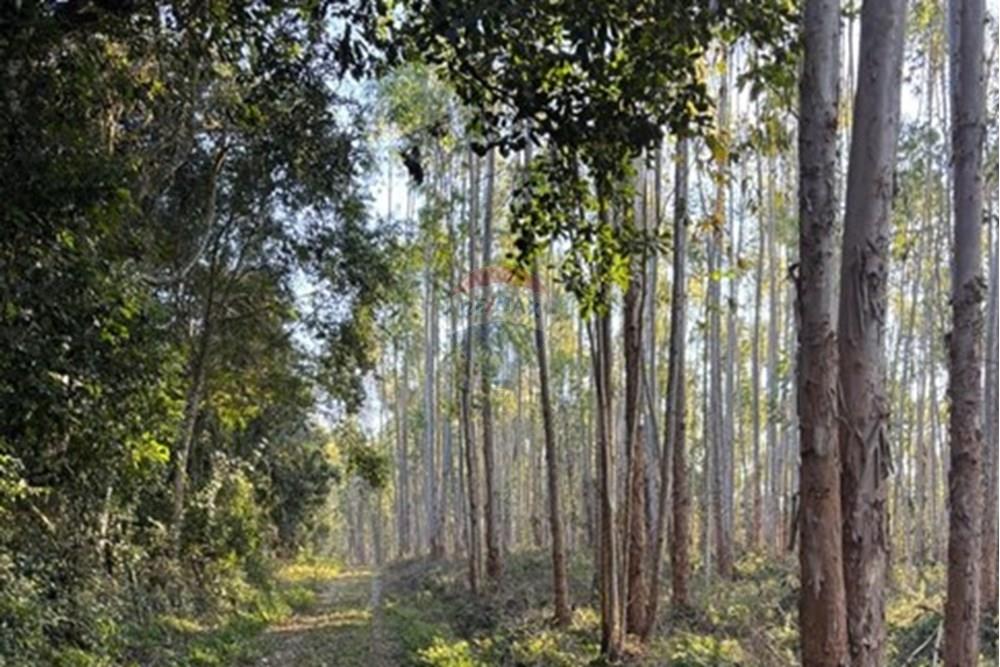 Chácara / Sítio / Fazenda - Venda - Ribeirão Branco , São Paulo - WhatsApp Image 2025-07-24 at 12.37.44.jpeg - 630541038-45