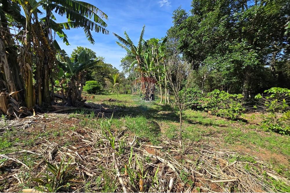 Chácara / Sítio / Fazenda - Venda - Pardinho , São Paulo - 20251127_150910.jpg - Quintal - 630481103-145