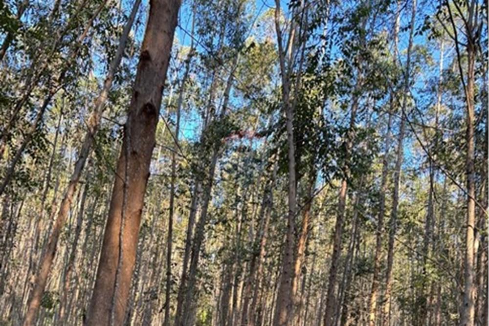 Chácara / Sítio / Fazenda - Venda - Ribeirão Branco , São Paulo - WhatsApp Image 2025-07-24 at 12.37.41.jpeg - 630541038-45