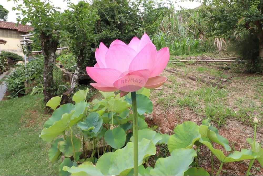 Chácara / Sítio / Fazenda - Venda - Atibaia , São Paulo - IMG_2594 (Custom).JPG - 631361005-173