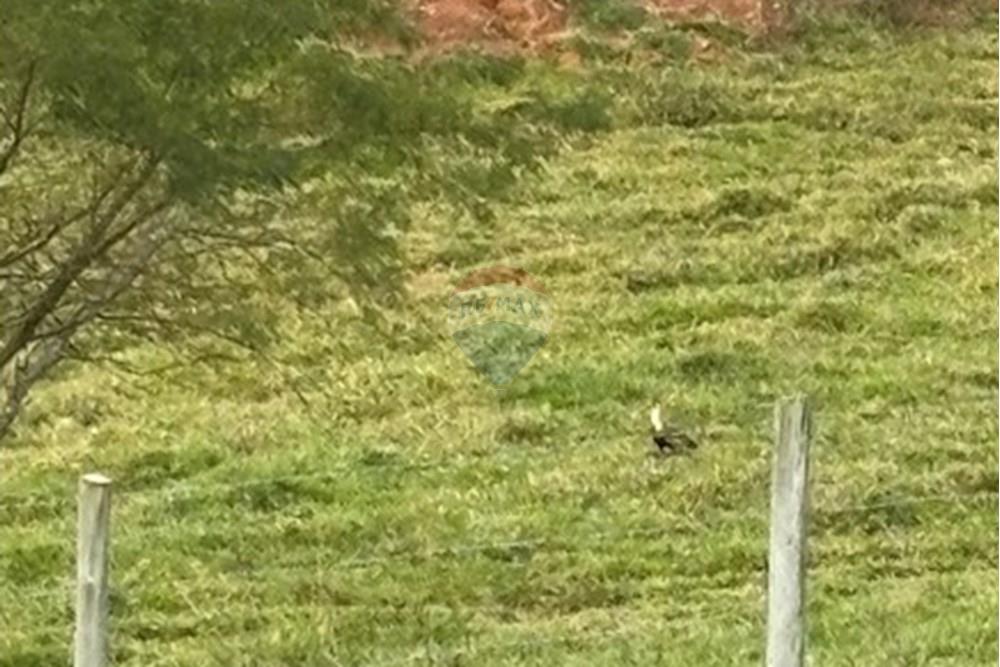 Chácara / Sítio / Fazenda - Venda - Guaratinguetá , São Paulo - IMG_0245.JPG - 630961014-63