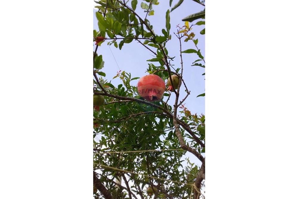 Chácara / Sítio / Fazenda - Venda - Mairinque , São Paulo - WhatsApp Image 2026-02-02 at 13.57.16 (17).jpeg - 631601016-49