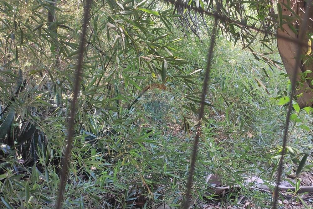 Terreno - Venda - Paraíba do Sul , Rio de Janeiro - IMG_20251106_140006.jpg - 631411001-102