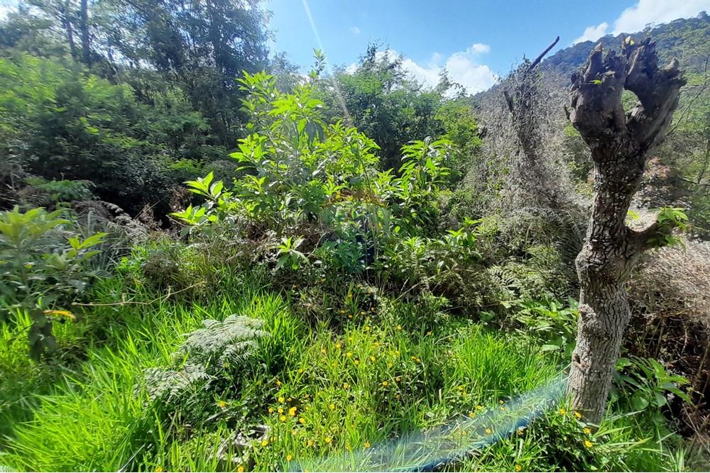 Terreno - Venda - Teresópolis , Rio de Janeiro - Terreno (3).jpg - 630191084-23