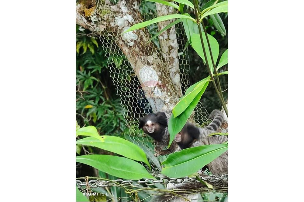 Casa - Venda - Ilhabela , São Paulo - WhatsApp Image 2025-07-31 at 16.06.56.jpeg - 690881023-50