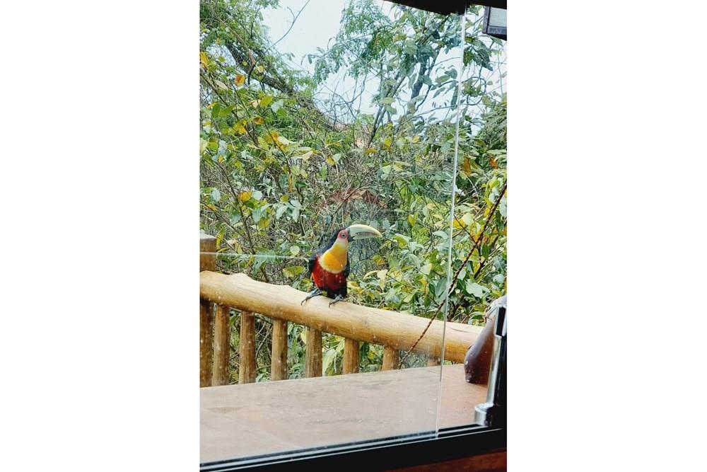 Casa - Alugar - Ilhabela , São Paulo - 57d8849f-9d9b-445a-8f00-5fe6afeb6e84.jpeg - 690881044-14