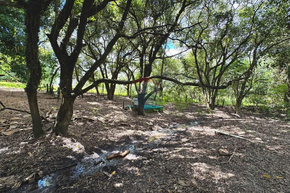 Chácara / Sítio / Fazenda - Venda - Birigui , São Paulo - 20260129_132833153_iOS.jpg - 630541040-79