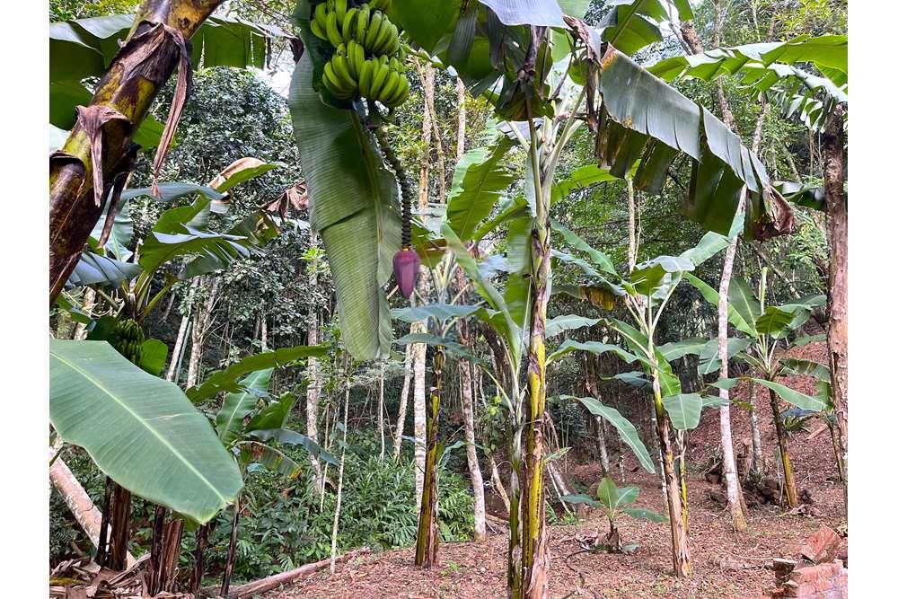Chácara / Sítio / Fazenda - Venda - Miguel Pereira , Rio de Janeiro - IMG_2411.JPG - 631261002-81