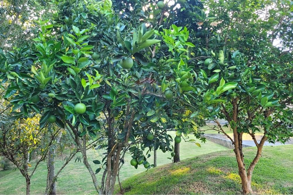 Chácara / Sítio / Fazenda - Venda - São Roque , São Paulo - WhatsApp Image 2026-01-19 at 12.52.37.jpeg - 631601019-35