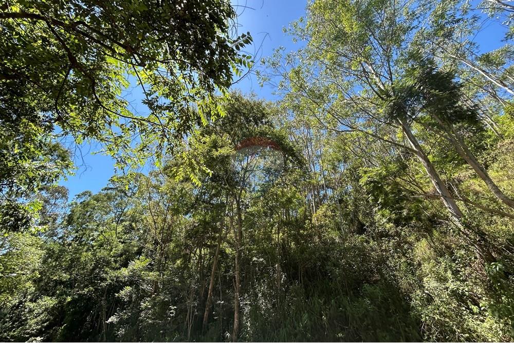 Terreno - Venda - Nova Friburgo , Rio de Janeiro - IMG_6796.JPG - 630551084-36