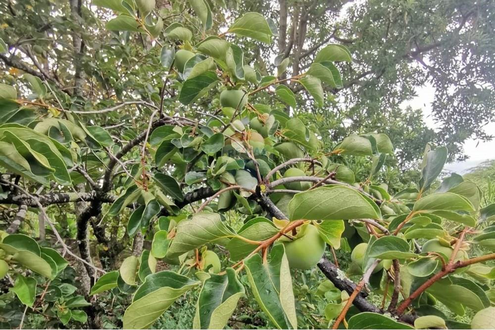 Terreno - Venda - Salto de Pirapora , São Paulo - Imagem do WhatsApp de 2024-12-20 à(s) 16.35.06_e73e5431.jpg - 631181026-59