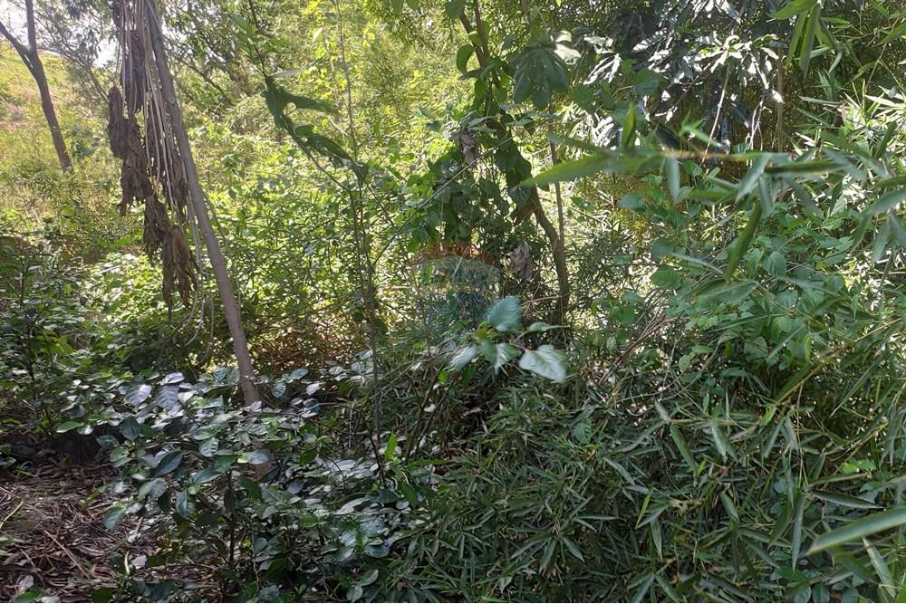 Terreno - Venda - Paraíba do Sul , Rio de Janeiro - IMG_20251106_140035.jpg - 631411001-102