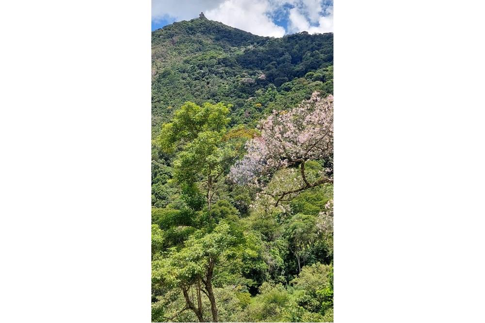 Chácara / Sítio / Fazenda - Venda - Macaé , Rio de Janeiro - 70bd8fd2-3905-4a5a-9dea-594af2ad0d19.jpeg - 630361003-106