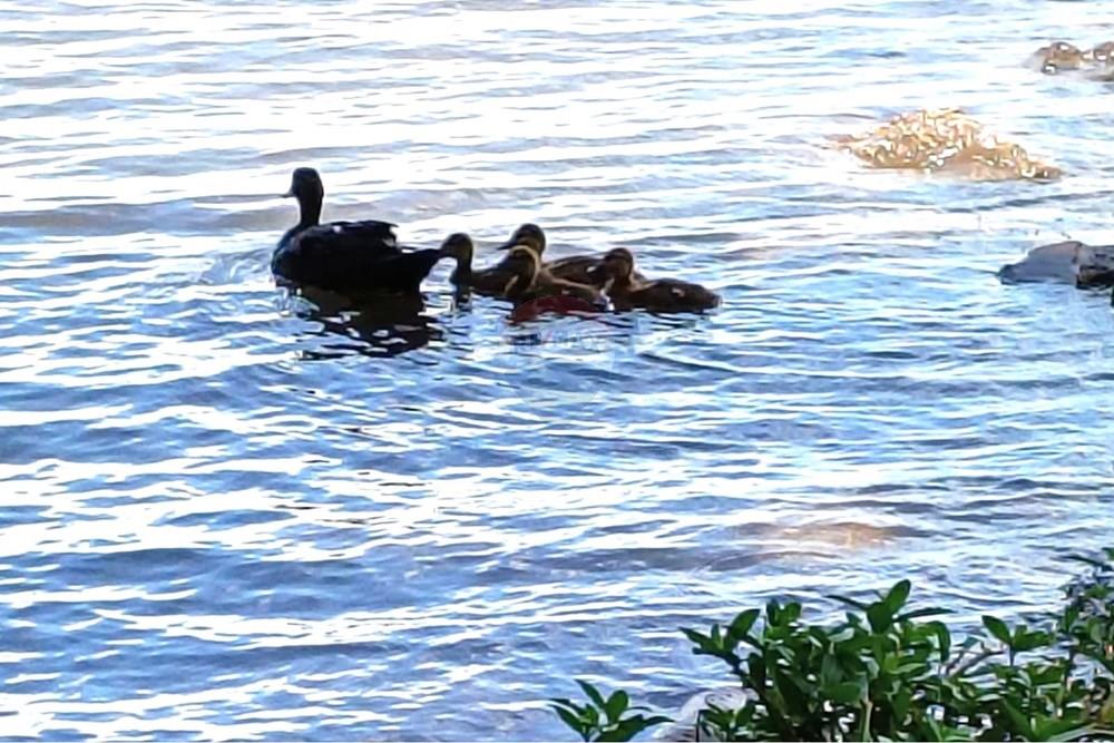 Casa de Campo - Venda - Castilho , São Paulo - Area Lazer 2.jpg - 631201014-77