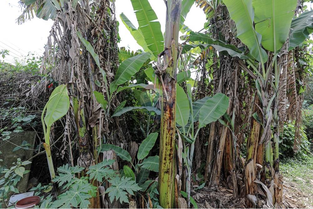 Terreno - Venda - Suzano , São Paulo - Remax- Estrada do Ribeirão 500 Suzano -7078.jpg - 630281011-753