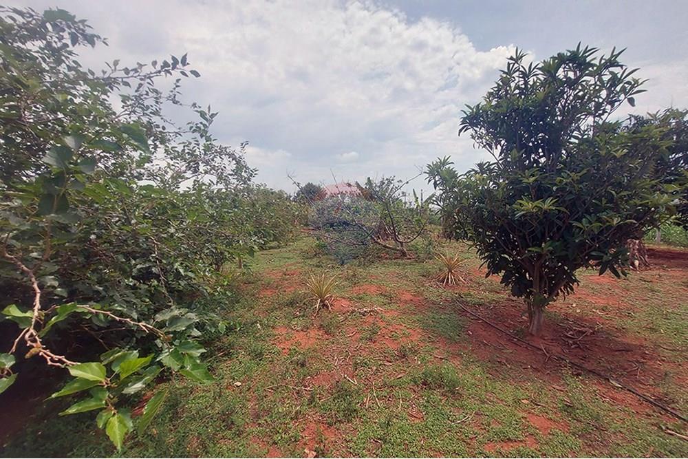 Chácara / Sítio / Fazenda - Venda - Taciba , São Paulo - Chacara Taciba (9).jpg - 630861066-19