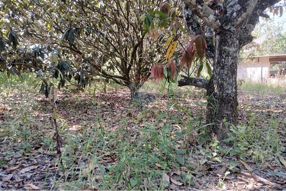 Terreno - Venda - Salto de Pirapora , São Paulo - 20250306_151919.jpg - 631181028-68