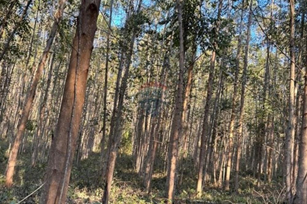 Chácara / Sítio / Fazenda - Venda - Ribeirão Branco , São Paulo - WhatsApp Image 2025-07-24 at 12.37.41.jpeg - 630541038-45