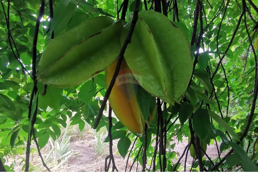 Terreno - Venda - Salto de Pirapora , São Paulo - Imagem do WhatsApp de 2024-12-20 à(s) 16.32.27_b3a5293e.jpg - 631181026-59