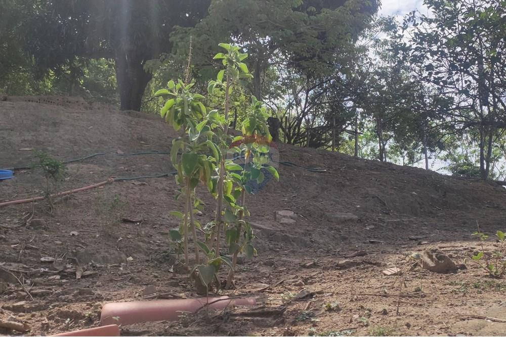 Terreno - Venda - Paraíba do Sul , Rio de Janeiro - IMG_20251106_135554.jpg - 631411001-102