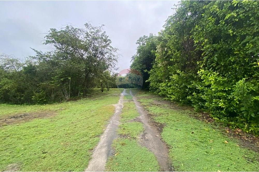 Residenční - Pozemek - Tolima, Guamo - CO - IMG-20250512-WA0007.jpg - 660361056-32