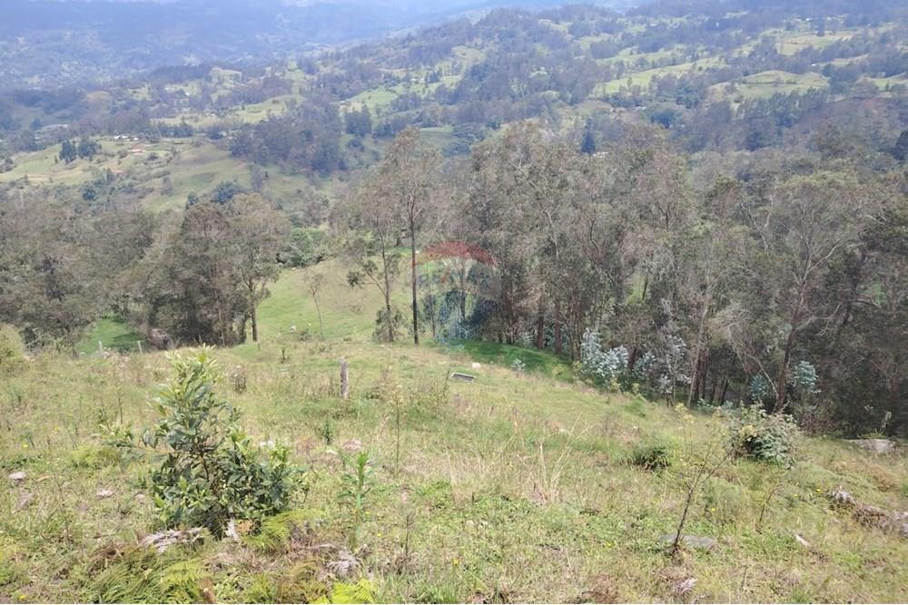 Residencial - Terreno - Cundinamarca, Pacho - CO - Imagen de WhatsApp 2025-03-27 a las 14.18.28_c8d90f43.jpg - 660541055-24