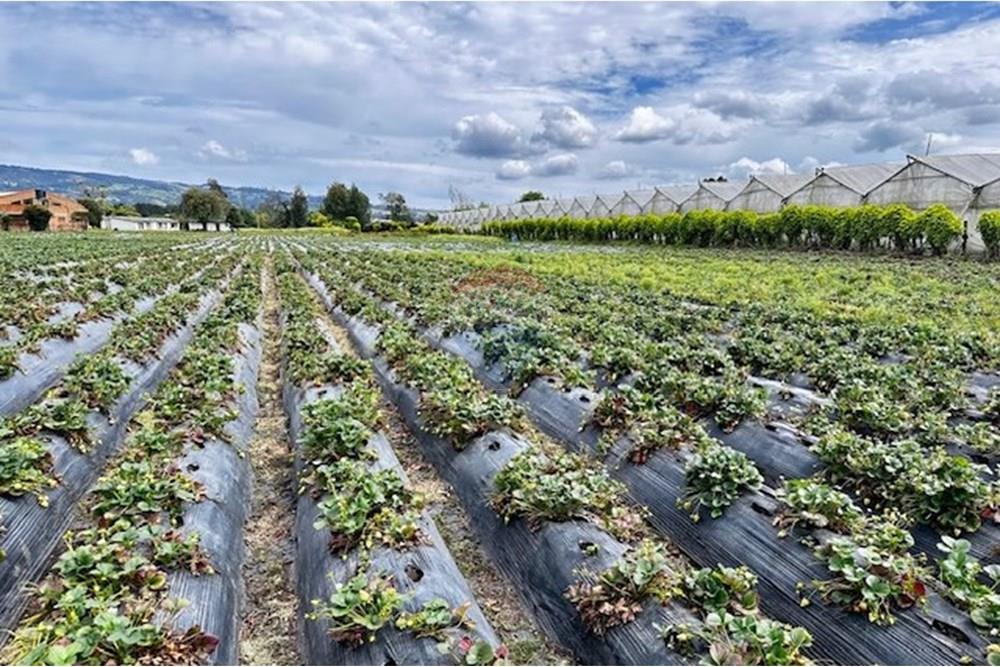 מסחרי - קרקע - Cundinamarca, El Rosal - CO - 4 Foto Lote El Rosal.jpg - 660271158-2