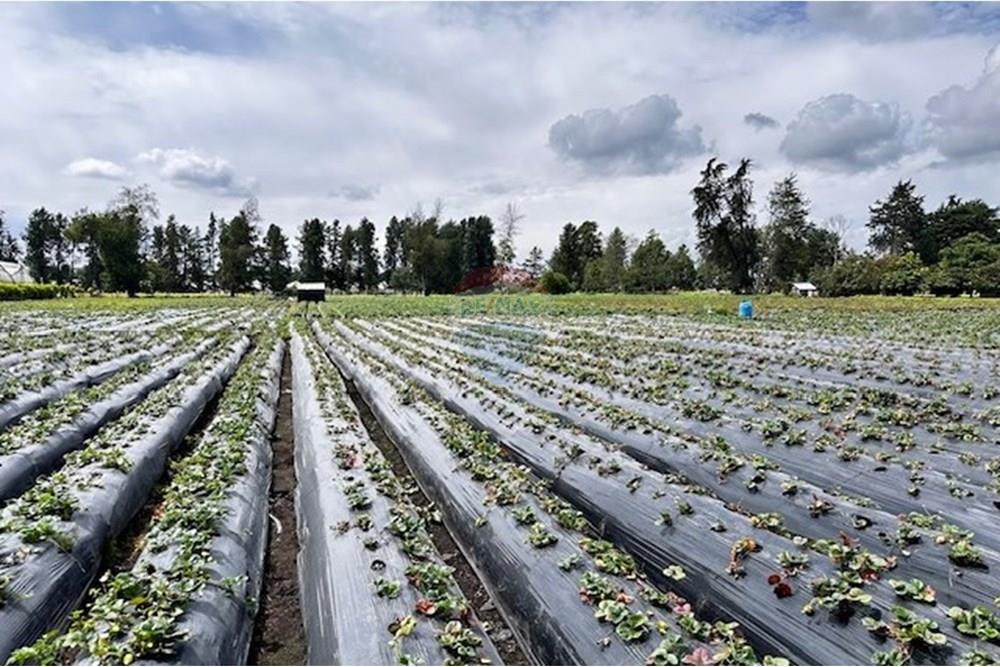 מסחרי - קרקע - Cundinamarca, El Rosal - CO - 8 Foto Lote El Rosal.jpg - 660271158-2