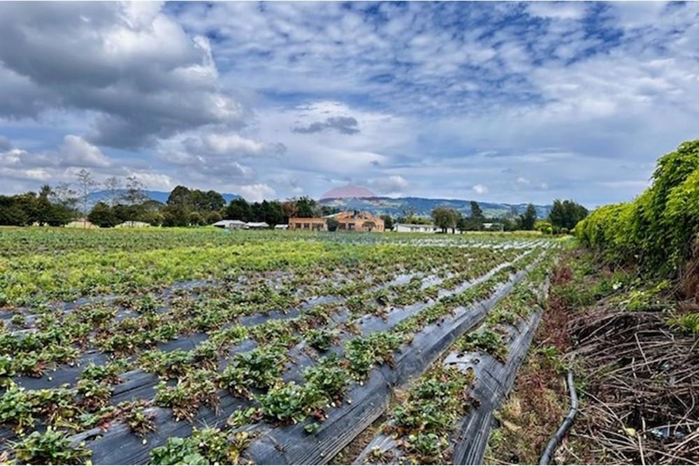 מסחרי - קרקע - Cundinamarca, El Rosal - CO - 7 Foto Lote El Rosal.jpg - 660271158-2