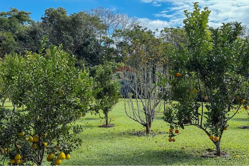 Chácara / Sítio / Fazenda - Venda - Bananal , São Paulo - Foto (137).jpg - 680291006-268