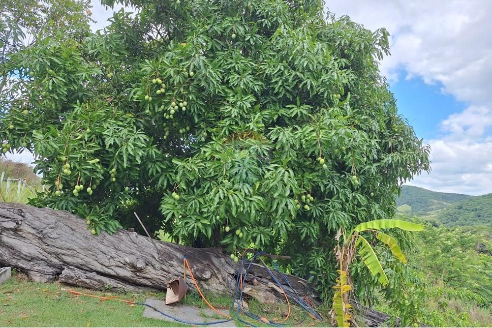 Chácara / Sítio / Fazenda - Venda - Rio de Janeiro , Rio de Janeiro - 37.jpg - 680331011-128