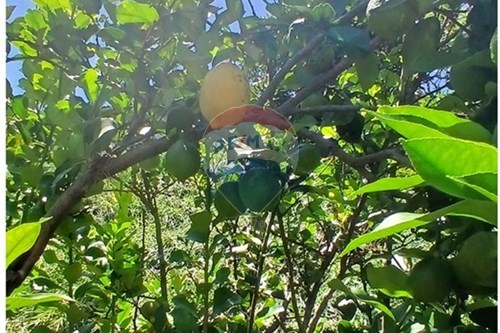 Slider Image Thumbnail