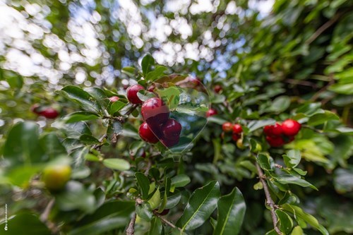 Slider Image Thumbnail