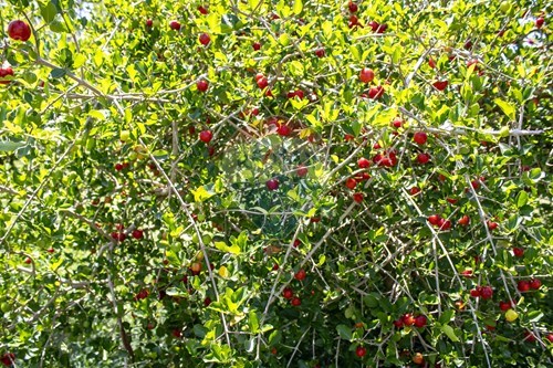 Slider Image Thumbnail