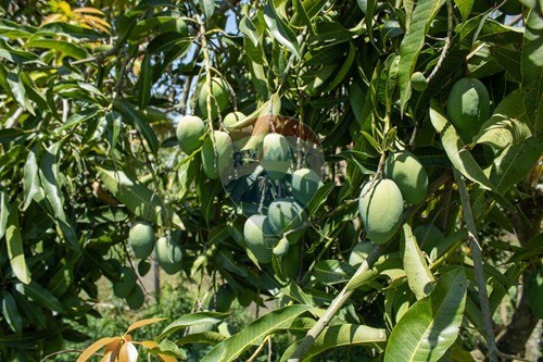 Slider Image Thumbnail