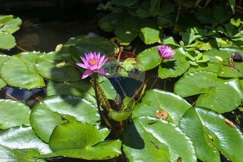 Slider Image Thumbnail